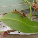 Helena gum moth caterpillar