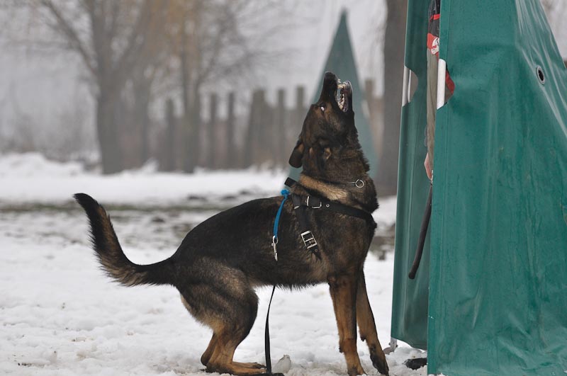 DogTrainingNk%2710%20005.jpg