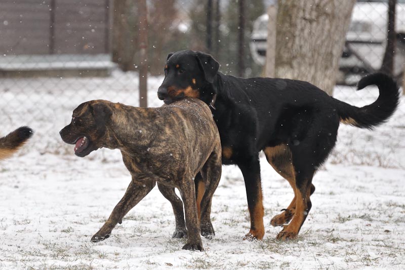 DogTrainingNk%2710%20151.jpg