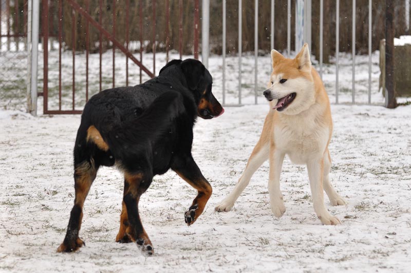DogTrainingNk%2710%20155.jpg