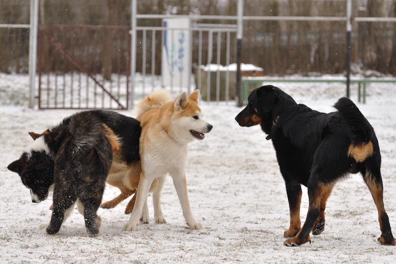 DogTrainingNk%2710%20141.jpg