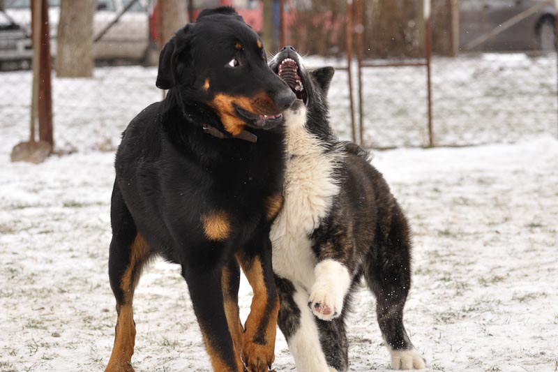 DogTrainingNk%2710%20178.jpg