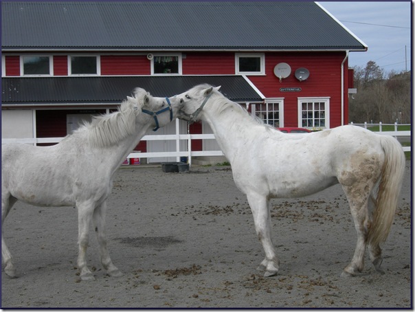 whitehorses3