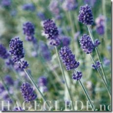 Lavendel_full_plant