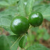 PELOTEIRA - Solanum pseudocapsicum L. - Plantas Venenosas - 70