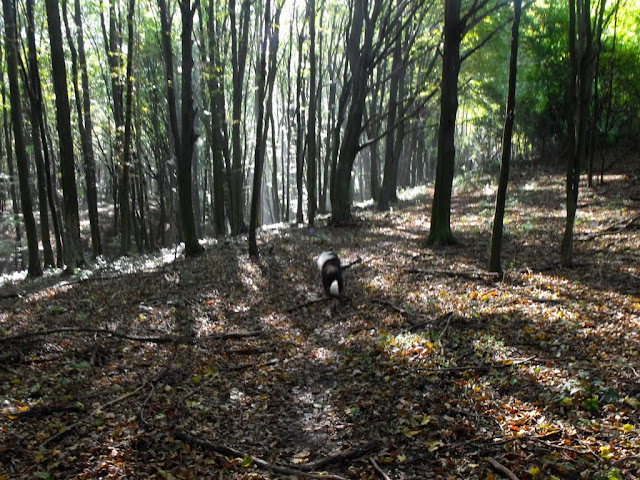 DSCF9667.JPG