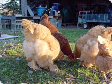 Fluffy Chicken Butts