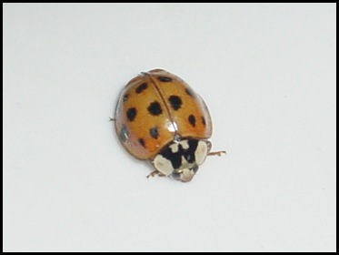 Another Ladybug!