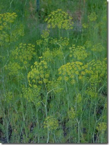 Mmmmmm - Dill! Mmmmmm - Dill!