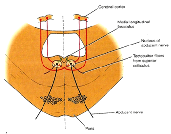 Abducent nerve