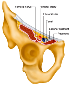 Femoral canal.