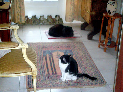 MY CATS AND FUNNY STORIES: January 2011