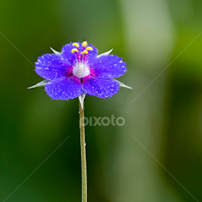 wild flower by Youssef Elboukhari - Flowers Flowers in the Wild