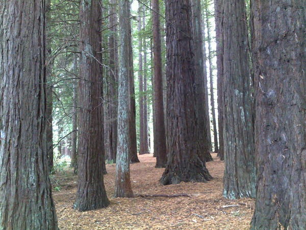[redwoods[12].jpg]