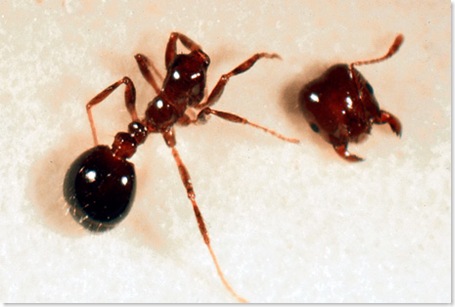 090515-02-fire-ant-parasite-attack_big