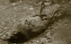 pájaro-muerto-PSHweb