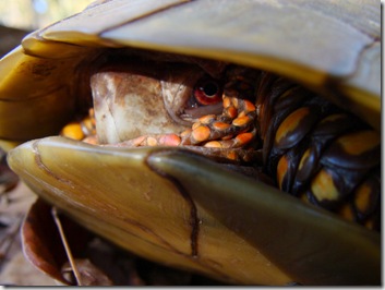 Box turtle 10-7-2010 3-50-57 PM 3264x2448