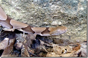 Copperhead head cropped