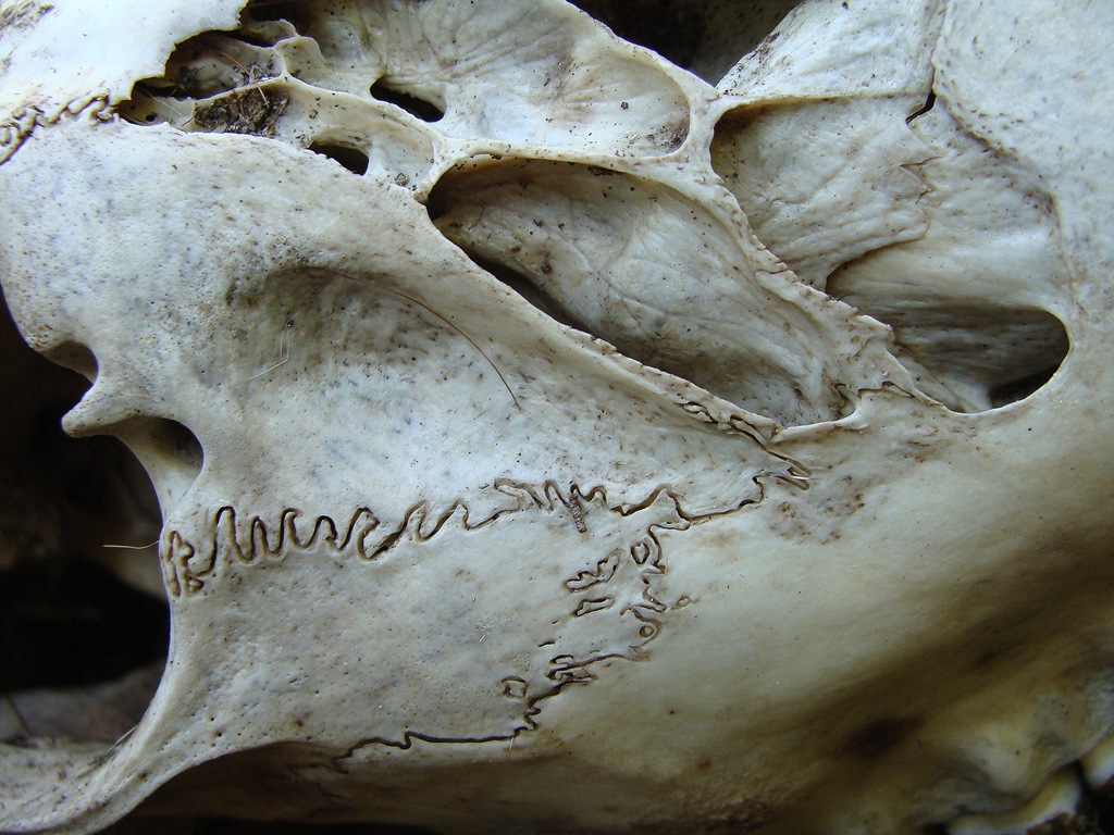 [deer skull cheekbone[5].jpg]