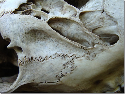 deer skull cheekbone