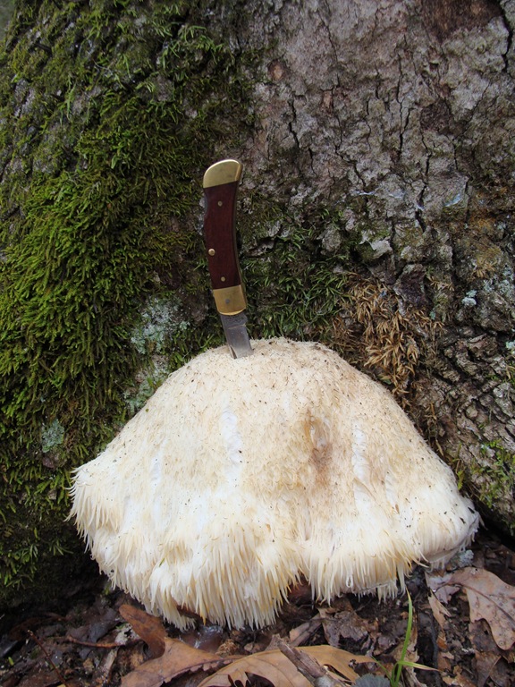 [Lion's Mane with knife for scale.jpg]