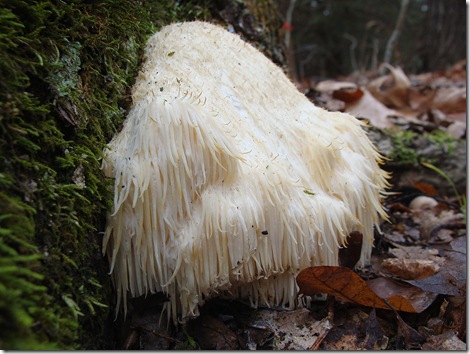 Hericium erinaceus