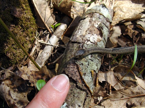 tiny snake with finger
