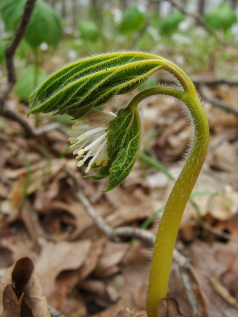 Goldenseal