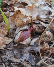 Opening acorn