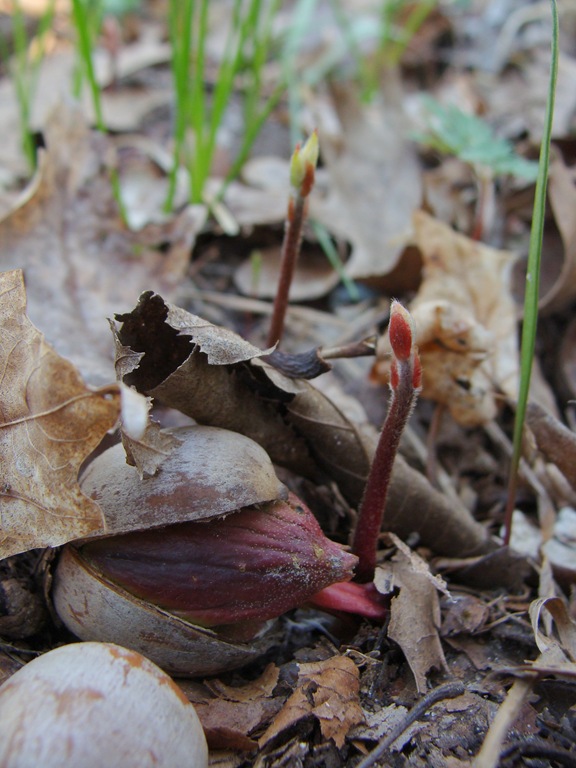 [Sprouting acorns-8[7].jpg]