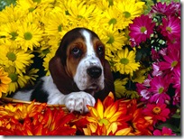 Dogs-wallpapers (156)