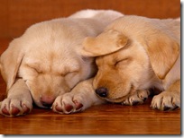 Dogs-wallpapers (149)