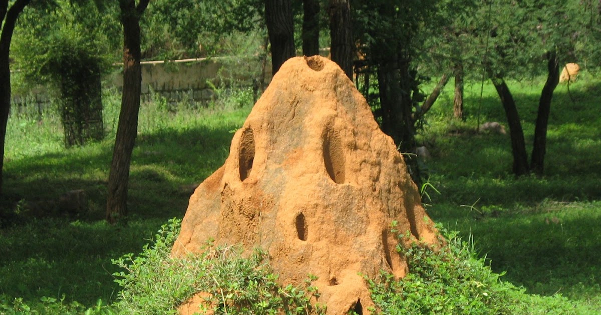 Termite hills / Termite mounds