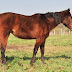 Pferde auf einer Koppel in Bellheim am 23. März 2011 Presse: info@dester.de