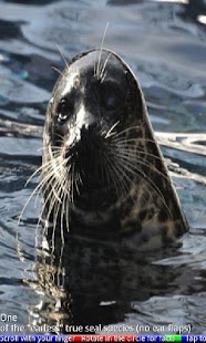 Wild Animals of the Arctic Screenshots 14
