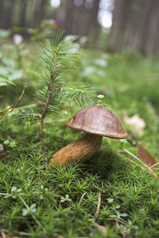 [mushroom-on-moss[3].jpg]