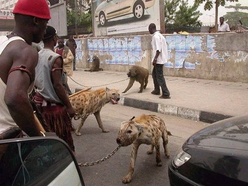 Animais de extimação na África