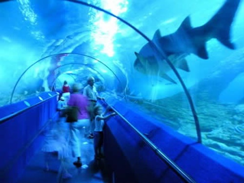 O Aquário da Austrália (Aquarium of Western Australia – AQWA)