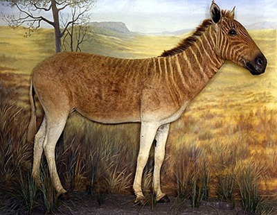 Quagga: O animal metade zebra, metade cavalo