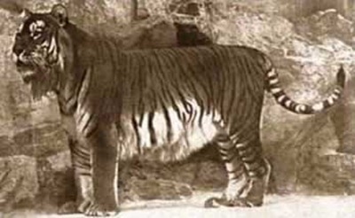 Tigre persa (extinto desde 1970)