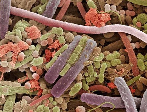 Bactérias na superfície de uma língua humana.