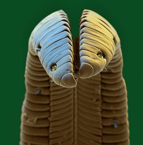 Uma ninhada de ovos de borboleta sob a superfície de uma folha de framboesa.