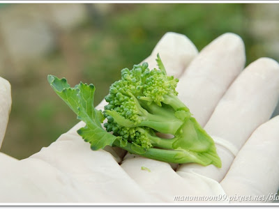 [最も欲しかった] 青花菜笋 165349-青花菜笋 热量