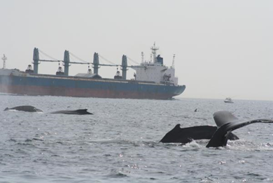 Large commercial ships routinely pass through feeding grounds for endangered North Atlantic right whales and other marine mammals. (Credit: Stellwagen Bank National Marine Sanctuary, NOAA)