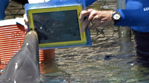 Dolphin communicating with humans via iPad. via arstechnica.com