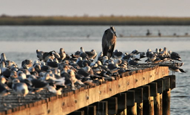 A great blue heron stands tall among a flock of seagulls on pier along Front Beach Drive in Ocean Springs Friday Oct. 10, 2008. Alabama and Mississippi are paying landowners to build artificial marshlands for birds deprived of natural marshland by the oil spill. The Mississippi Press / Jon Hauge