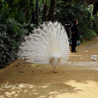 Pavo-real-albino-parque-de-maría-luisa-sevilla (13).jpg