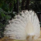 Pavo-real-albino-parque-de-maría-luisa-sevilla (14).jpg