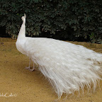 Pavo-real-albino-parque-de-maría-luisa-sevilla (11).jpg
