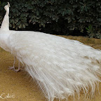 Pavo-real-albino-parque-de-maría-luisa-sevilla (12).jpg
